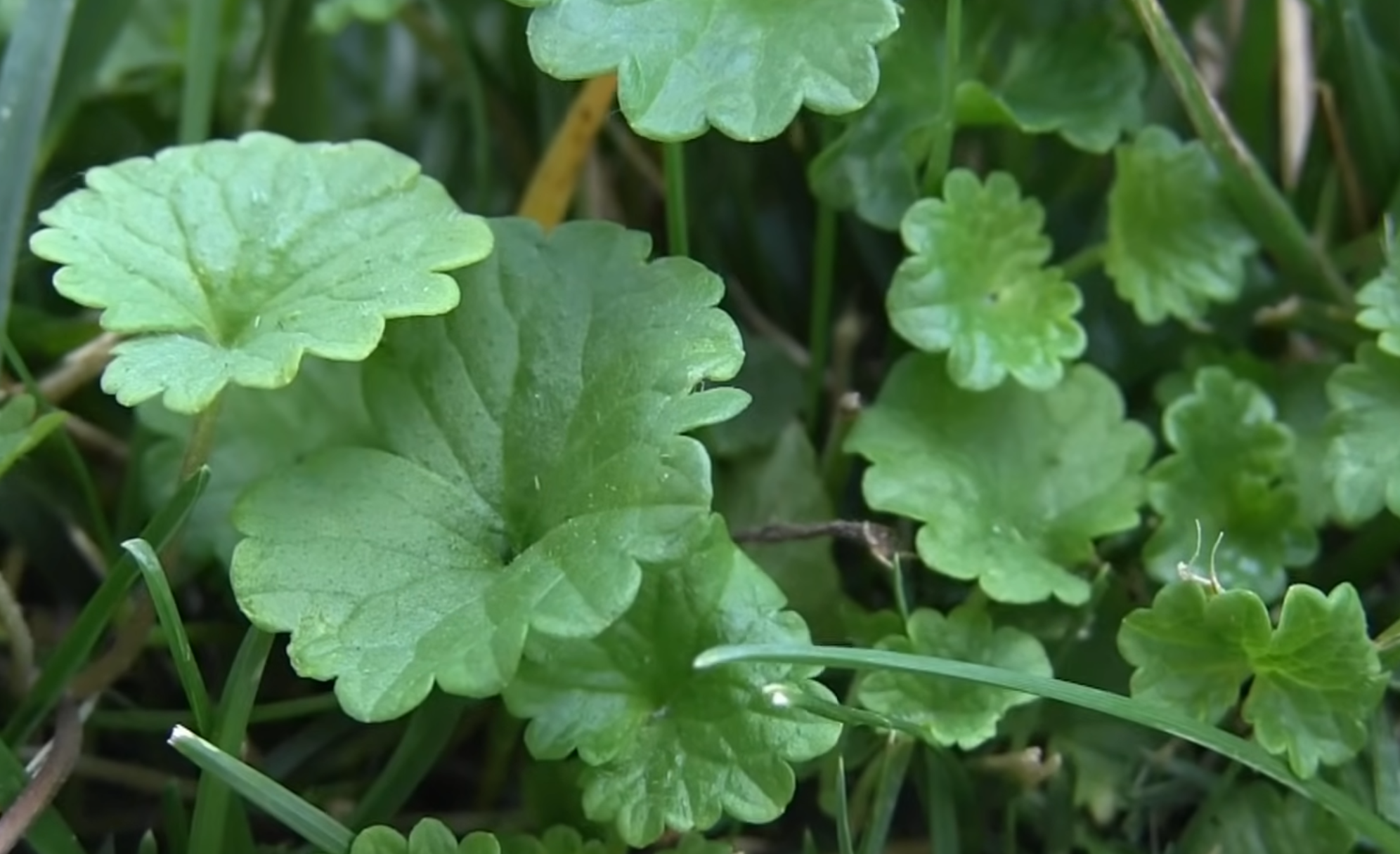 Screenshot 2026-01-22 at 9.58.30 AM.png